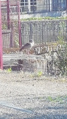 Alopochen aegyptiaca