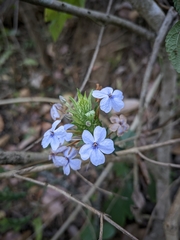 Eranthemum