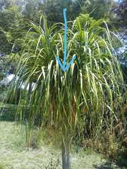 Agelaioides badius