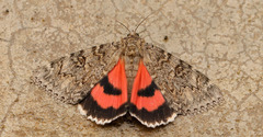Catocala faustina