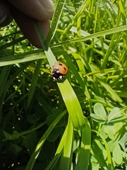 Coccinellini