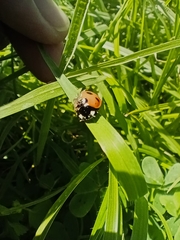 Coccinellini