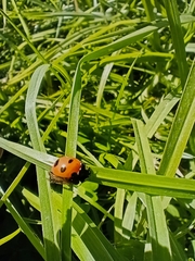 Coccinellini