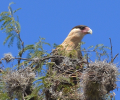 Caracara plancus