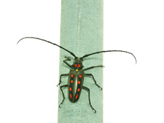 Batocera parryi