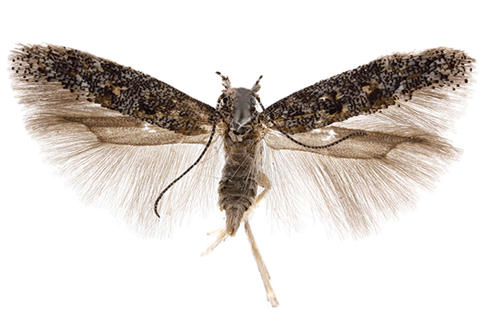 Neopalpa