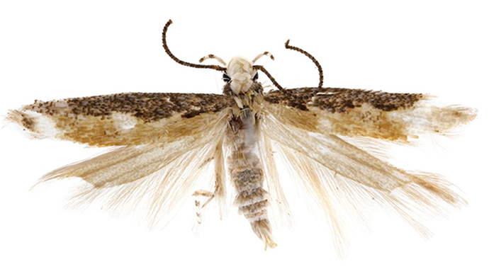 Donald Trump Moth