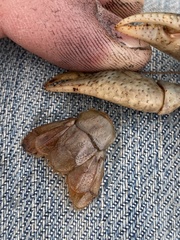 Fallicambarus houstonensis