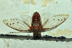 Megapomponia imperatoria