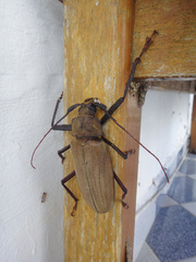 Xixuthrus microcerus microcerus