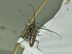 Batocera parryi