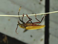 Xixuthrus microcerus