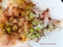 Bagliettoa calciseda