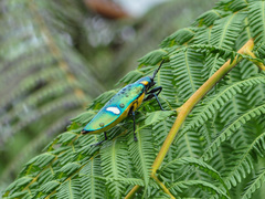 Megaloxantha bicolor