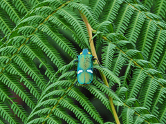 Megaloxantha bicolor