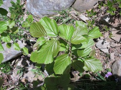 Fothergilla major