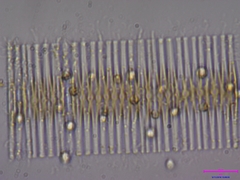 Fragilaria