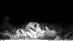 Didelphis marsupialis
