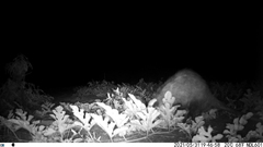 Didelphis marsupialis