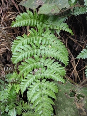 Dryopteris sparsa