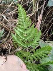 Dryopteris sparsa