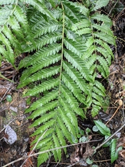 Woodwardia japonica