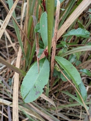 Photinia bodinieri