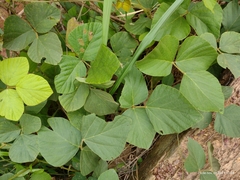 Calopogonium mucunoides