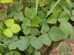 Calopogonium mucunoides