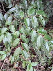 Castanopsis eyrei