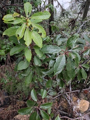Daphniphyllum macropodum