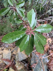 Daphniphyllum macropodum