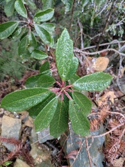 Daphniphyllum macropodum
