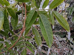 Daphniphyllum macropodum