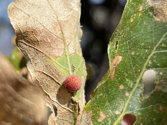 Quercus tuberculata