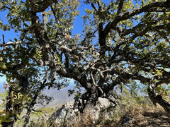 Quercus tuberculata
