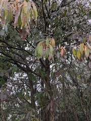 Daphniphyllum macropodum