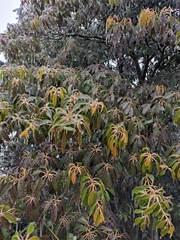 Daphniphyllum macropodum