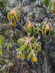 Daphniphyllum macropodum