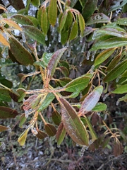 Daphniphyllum macropodum