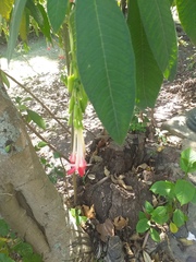 Magnoliopsida
