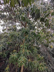Daphniphyllum macropodum