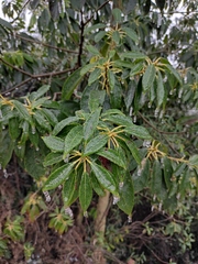Daphniphyllum macropodum