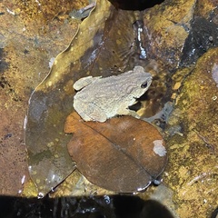 Ingerophrynus parvus