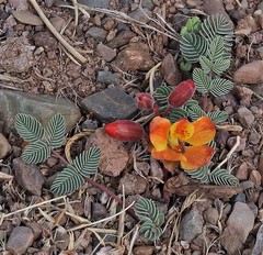 Hoffmannseggia minor