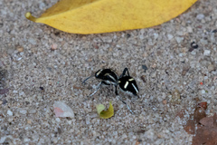 Traumatomutilla indica