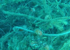 Stephanolepis diaspros