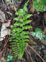 Hymenasplenium unilaterale