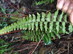 Hymenasplenium unilaterale