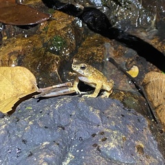 Ingerophrynus parvus